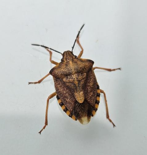 Réf. 333 948 : Carpocoris purpureipennis
